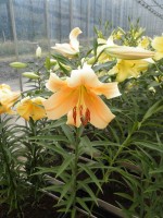 [1739 Eudoxia No02.JPG]